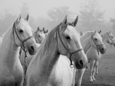 RuralFoto TOP 10 životinje