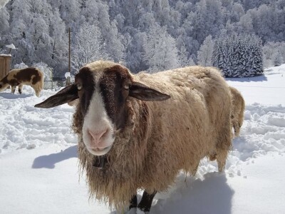 Ruralni turizam Kod Josipa Ruralni turizam Kod Josipa