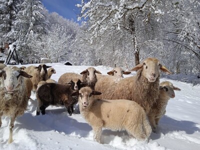 Ruralni turizam Kod Josipa Ruralni turizam Kod Josipa