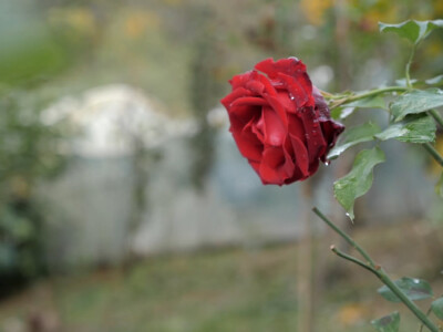 On je junak, a ona šefica! Eldin i Armina Muhović prepoznali blagodati sela