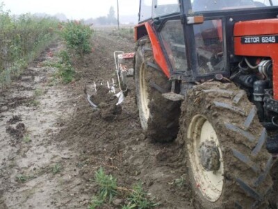 Vađenje ruža stablašica Vađenje ruža stablašica