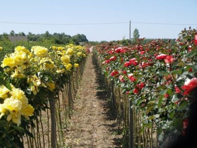 Ruže stablašice Ruže stablašice