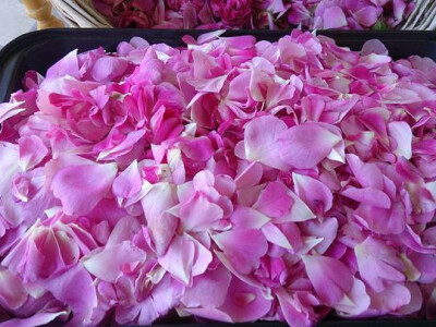 Latice ruže za preradu