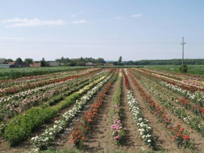 Rasadnik ruža Virag Rasadnik ruža Virag