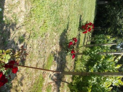 Ruže u vinogradu Ruže u vinogradu