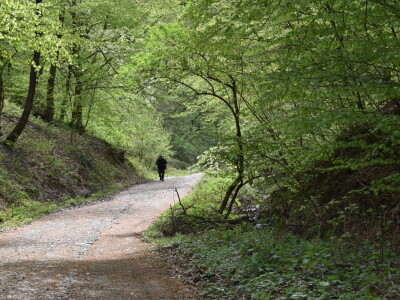 Ružica grad na obroncima Papuka