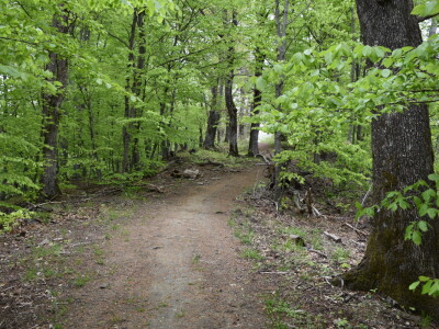 Ružica grad na obroncima Papuka