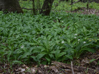 Ružica grad na obroncima Papuka