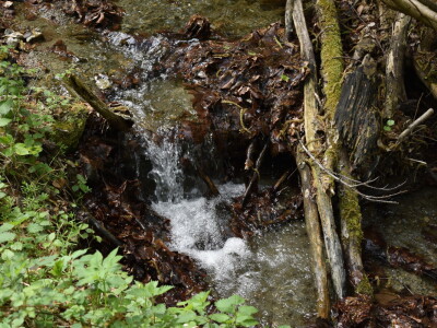 Ružica grad na obroncima Papuka