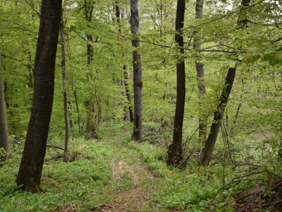 Ružica grad na obroncima Papuka