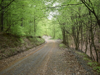 Ružica grad na obroncima Papuka