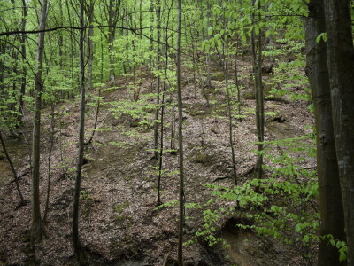 Ružica grad na obroncima Papuka