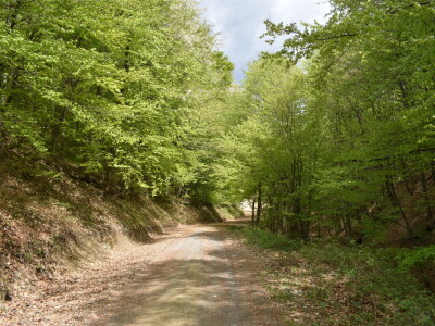 Ružica grad na obroncima Papuka