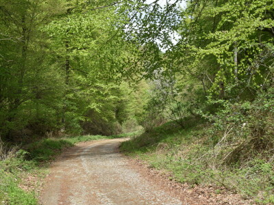 Ružica grad na obroncima Papuka