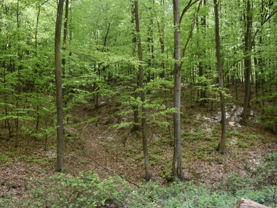 Ružica grad na obroncima Papuka