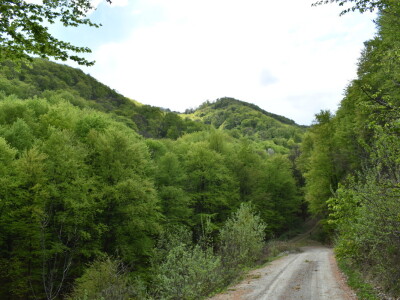 Ružica grad na obroncima Papuka