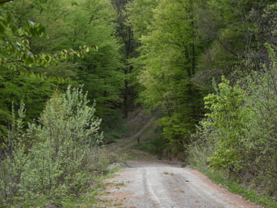 Ružica grad na obroncima Papuka
