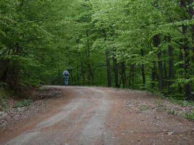 Ružica grad na obroncima Papuka