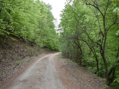 Ružica grad na obroncima Papuka