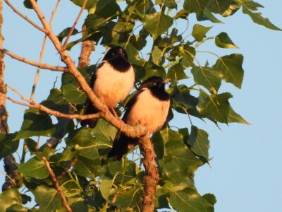 Ružičasti čvorci, Prislonica