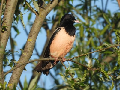 Ružičasti čvorci, Prislonica