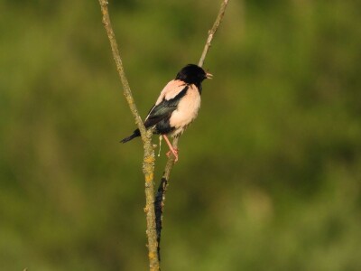 Ružičasti čvorci, Prislonica