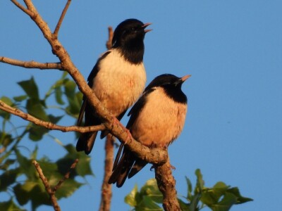 Ružičasti čvorci, Prislonica