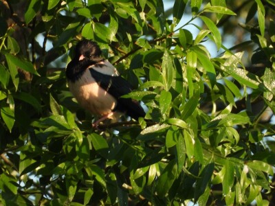 Ružičasti čvorci, Prislonica