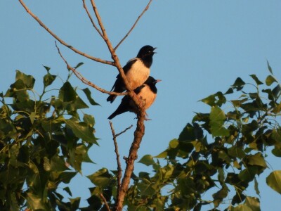 Ružičasti čvorci, Prislonica