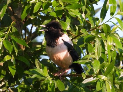 Ružičasti čvorci, Prislonica