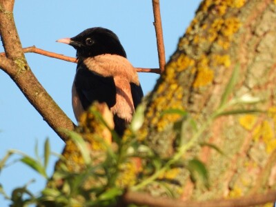 Ružičasti čvorci, Prislonica