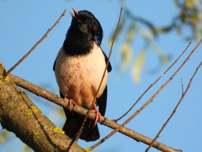 Ružičasti čvorci, Prislonica