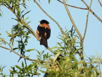 Ružičasti čvorci, Prislonica