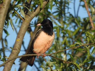 Ružičasti čvorci, Prislonica