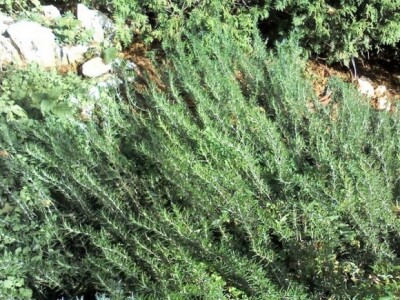 Ružmarin (puzajući)