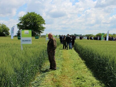 RWA dan polja pšenice Račinovci RWA dan polja pšenice Račinovci