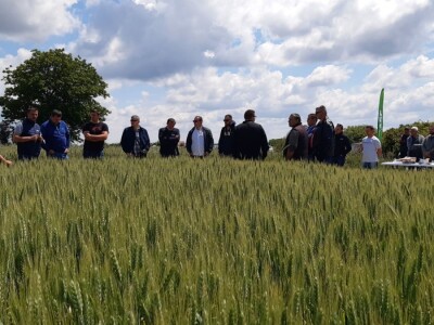 RWA dan polja pšenice Račinovci RWA dan polja pšenice Račinovci