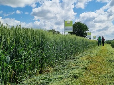 RWA dan polja pšenice Račinovci RWA dan polja pšenice Račinovci