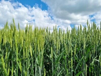 RWA dan polja pšenice Račinovci RWA dan polja pšenice Račinovci