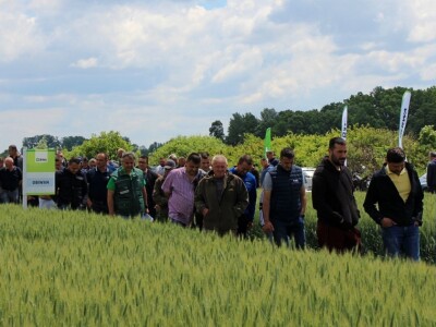 RWA dan polja pšenice Račinovci RWA dan polja pšenice Račinovci