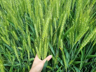 RWA dan polja pšenice Račinovci RWA dan polja pšenice Račinovci