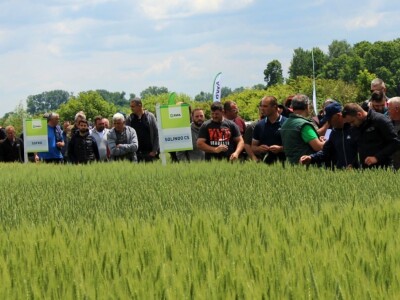 RWA dan polja pšenice Račinovci RWA dan polja pšenice Račinovci