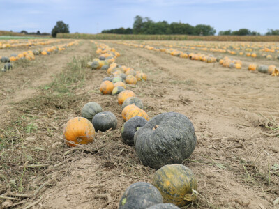 RWA Dan polja uljnih tikvi