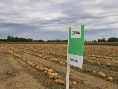 RWA Dan polja uljnih tikvi