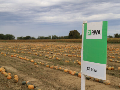 RWA Dan polja uljnih tikvi