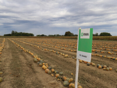 RWA Dan polja uljnih tikvi