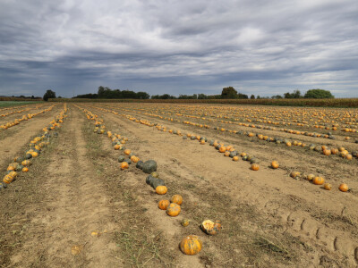 RWA Dan polja uljnih tikvi