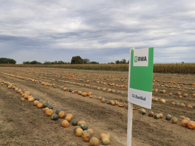 RWA Dan polja uljnih tikvi