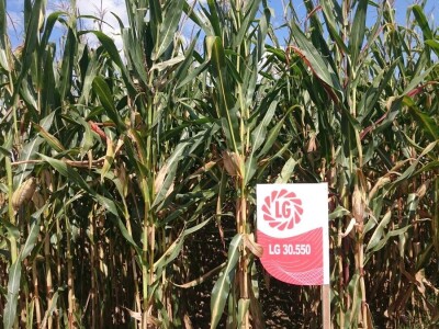 RWA hibrid kukuruza LG 30.500