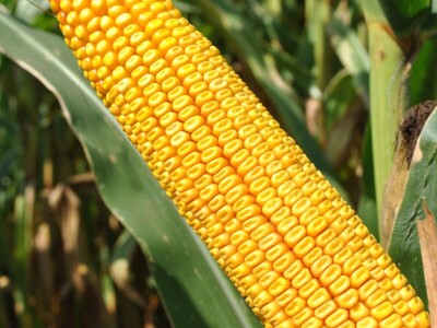 RWA hibrid kukuruza LG 30.500